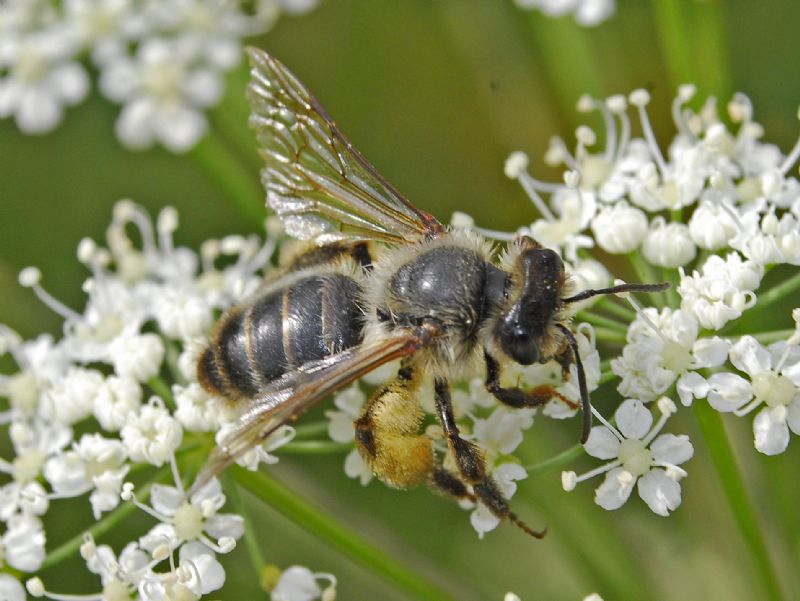 Andrena sp., femmina